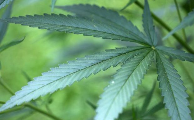 Comment la drogue gangrène les campagnes