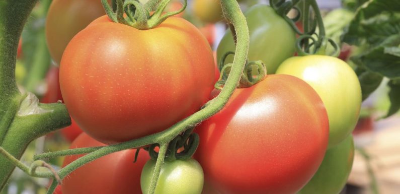 « En cas de suspicion, il faut prévenir dès que possible les services de l’Etat » : un nouveau virus menace les plantations de tomates et préoccupe les autorités