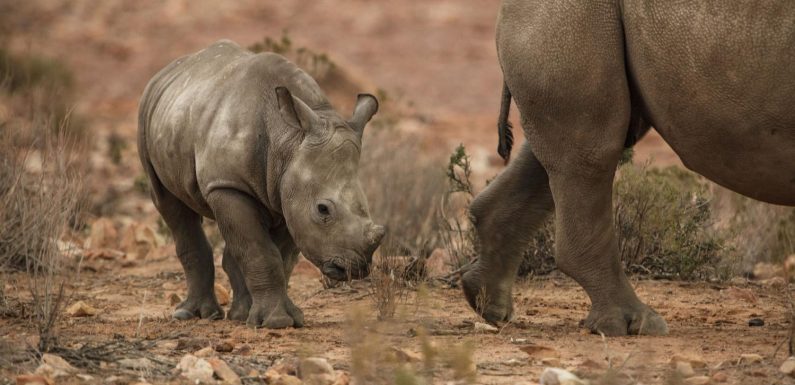 De moins en moins de rhinocéros tués en Afrique du Sud