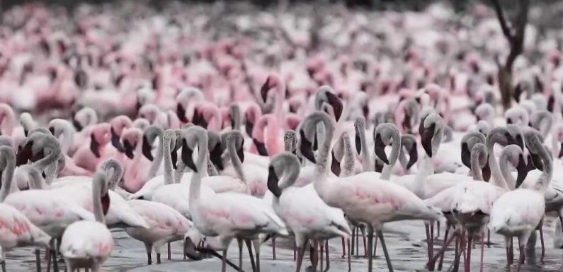 Kenya : le refuge des flamants roses menacé par la déforestation