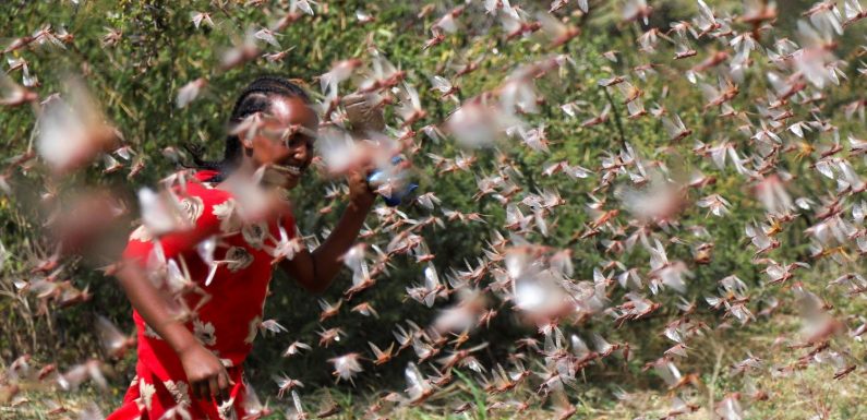 Un essaim de criquets grand comme le Luxembourg fond sur l&rsquo;Ouganda après avoir ravagé la Corne de l&rsquo;Afrique