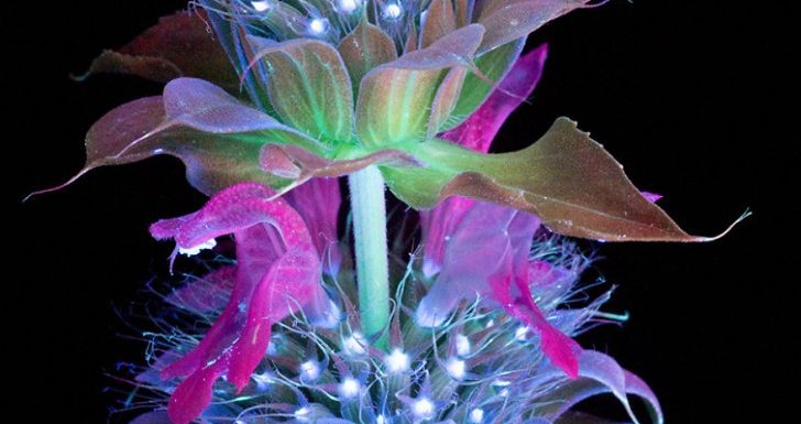 Ce photographe a réussi à capturer la lumière magique et invisible émise par les plantes
