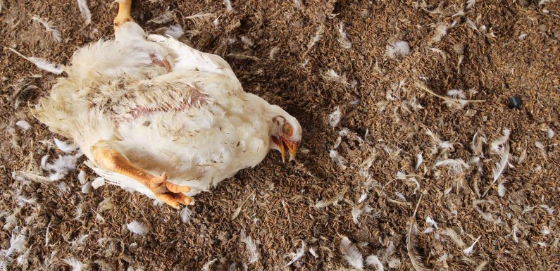 Chine : en plus du coronavirus, une nouvelle épidémie de grippe aviaire