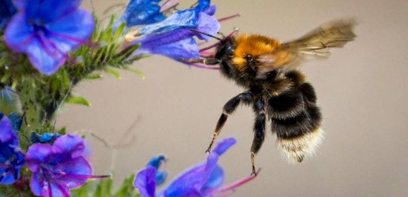 Les bourdons victimes du changement climatique: certaines espèces pourraient bientôt disparaître