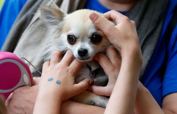 Hong Kong: un chien testé positif au coronavirus placé en quarantaine