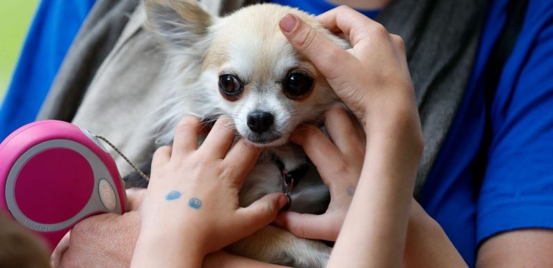 Hong Kong: un chien testé positif au coronavirus placé en quarantaine