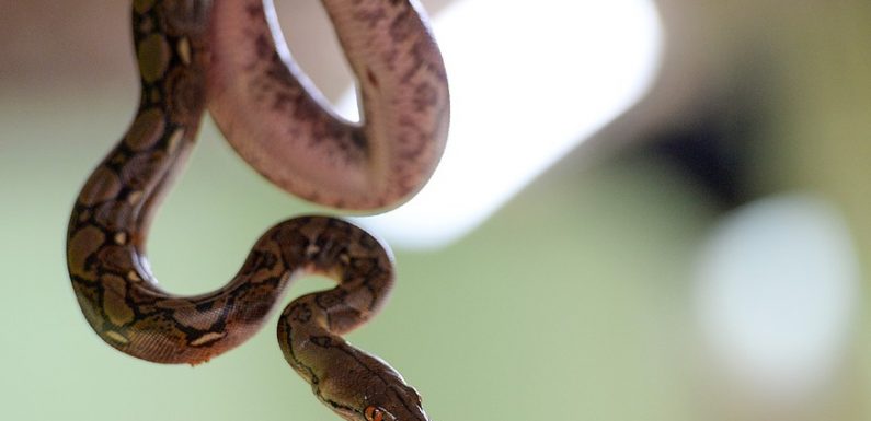 États-Unis : un parc ferme pour que des serpents s’accouplent tranquillement