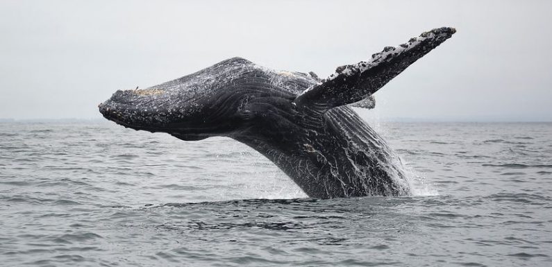 Chants de baleines : que se racontent-elles ?