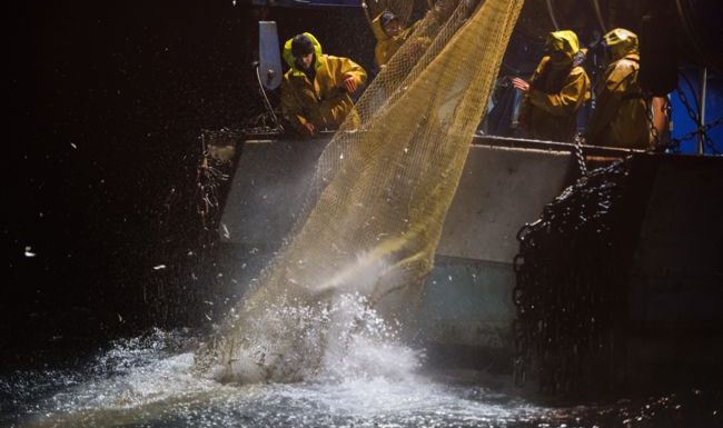 Bien choisir son poisson, un geste efficace contre la surpêche