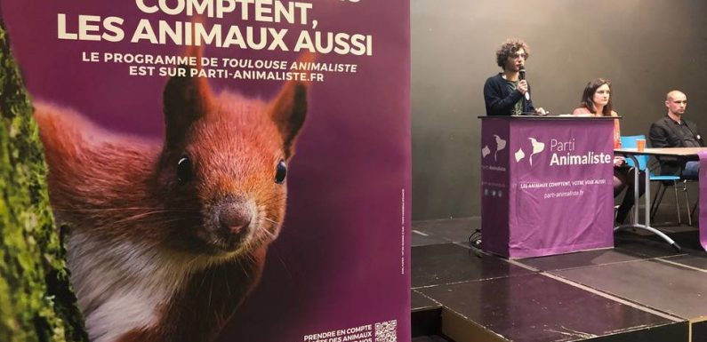 Municipales 2020 à Toulouse : Pigeons « gazés » et crustacés… On a assisté à un meeting du Parti animaliste (qui sort les griffes)