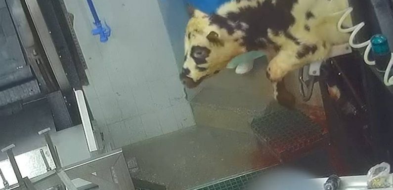 Dordogne : Un abattoir de veaux suspendu par le ministère de l’Agriculture après une vidéo de L214