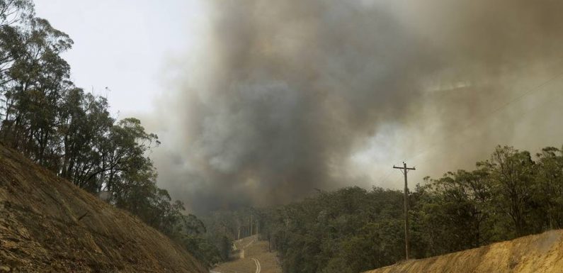 Australie : Les incendies ont détruit 20% des forêts