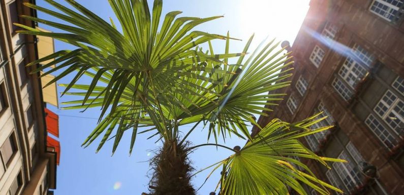 Municipales 2020 à Strasbourg : Au cœur de la cité, l’arbre est l’objet de toutes les surenchères