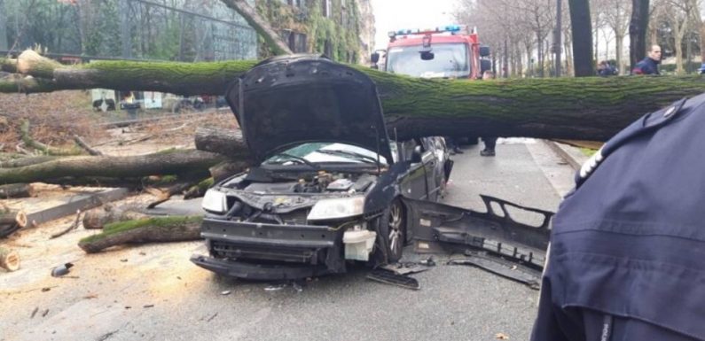 Paris : Un arbre tombe sur un véhicule et tue le conducteur