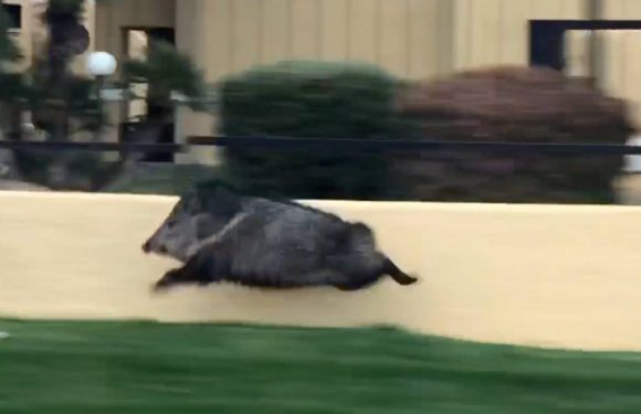 Une vidéo virale d’un cochon qui sprinte dans la rue devient un mème
