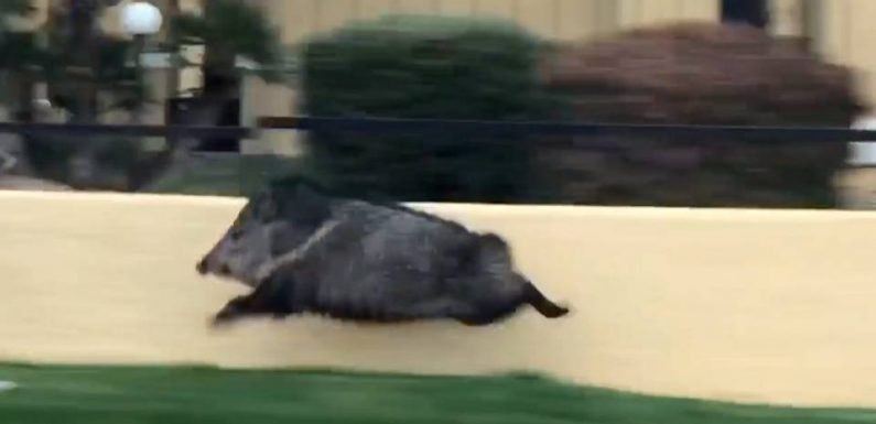 Une vidéo virale d’un cochon qui sprinte dans la rue devient un mème