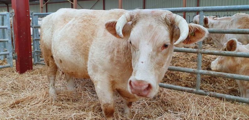 « Burn-out » : Les agriculteurs aussi, selon une étude départementale