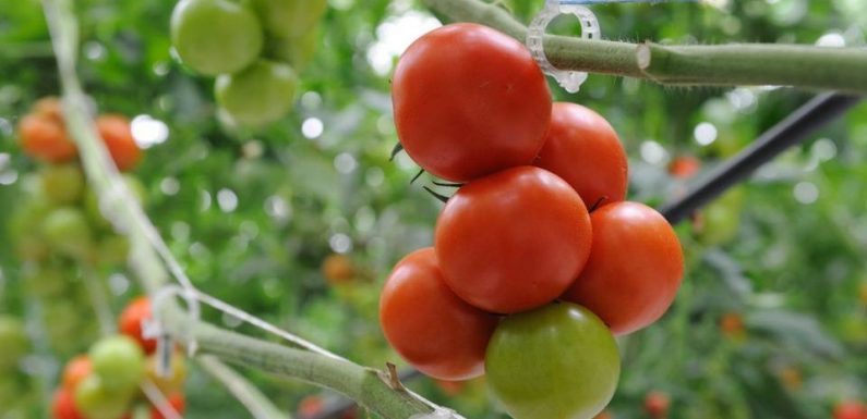 Virus de la tomate : Les plants infectés en Bretagne vont être détruits sous peu