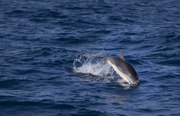 Sète : Un « navire usine » puise de l’eau de mer en Méditerranée et la met en bouteilles