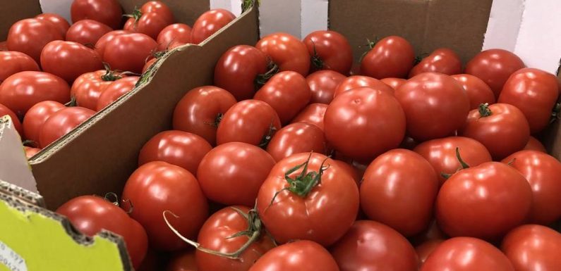 Bretagne : « Il ne faut pas tomber dans une psychose »… Le virus de la tomate fait trembler les producteurs