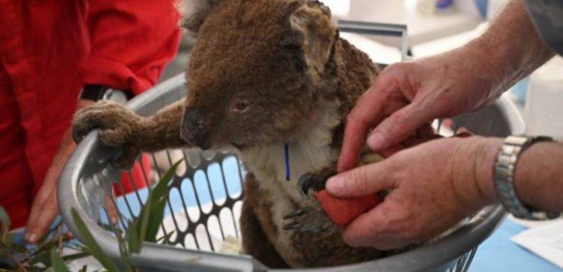Australie: Des dizaines de koalas morts après la destruction d’une plantation