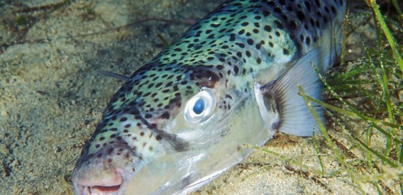 Espèce invasive et surtout toxique, le « poisson-lièvre » gagne du terrain en Méditerranée