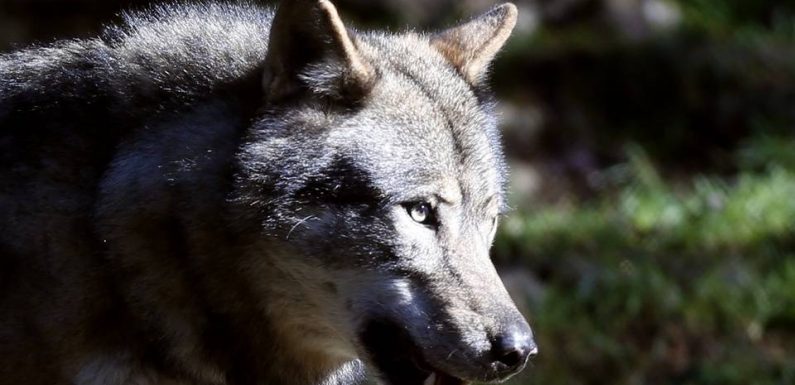 Hautes-Alpes : Le président du conseil départemental offre une queue de loup à la préfète