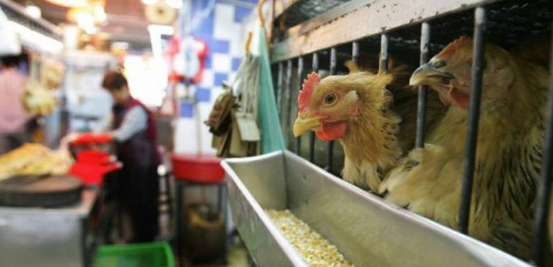 En plus du coronavirus, la Chine fait face à une nouvelle épidémie du virus H5N1