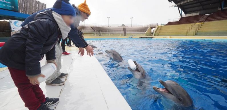 Marineland d’Antibes : Lotty, la doyenne des dauphins du parc qui souffrait d’une « infection », est morte