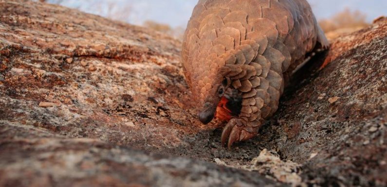 Coronavirus : Le pangolin, chaînon manquant potentiel dans l’épidémie ?