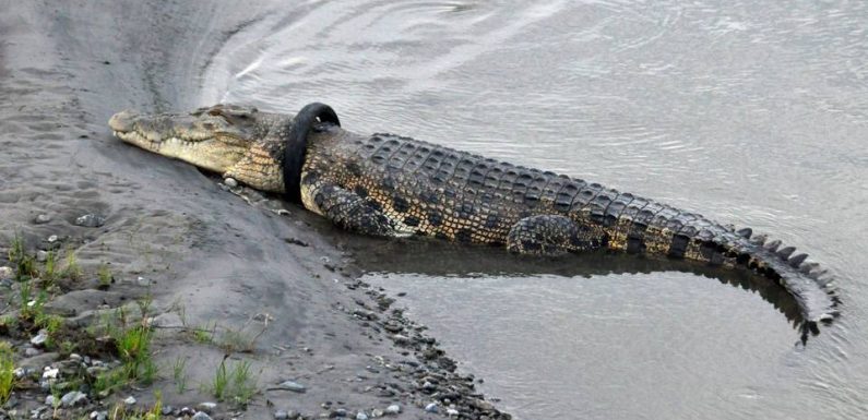 Indonésie : Une récompense offerte pour libérer un crocodile, un pneu coincé autour du cou