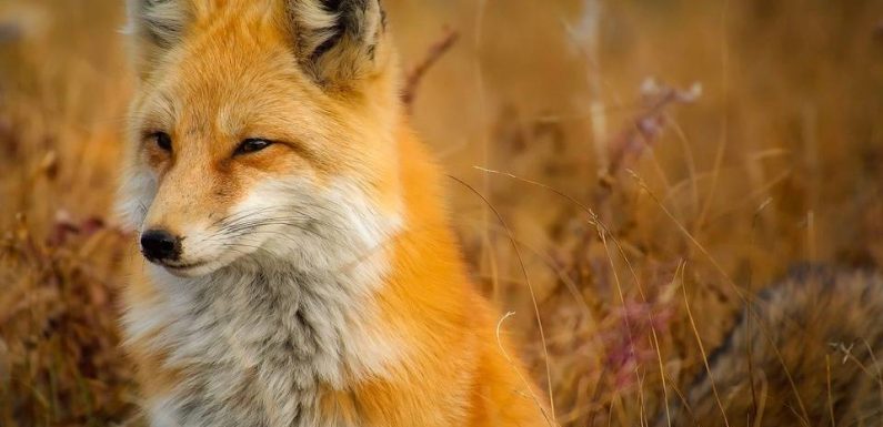 Paris : Un renard perturbe le trafic des métros de la ligne 8