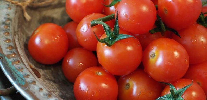 Virus de la tomate : « Dans le scénario le plus sinistre, il y aurait une pénurie »