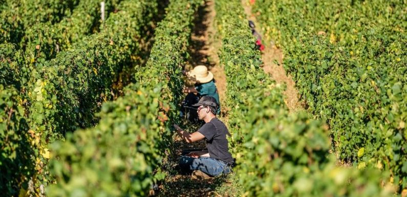 Viticulture : La révision de la géographie de l’AOC Bourgogne fait bondir les professionnels du secteur