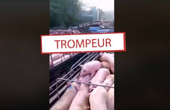 Des animaux massivement abattus pour lutter contre le coronavirus ? Retour sur une vidéo trompeuse