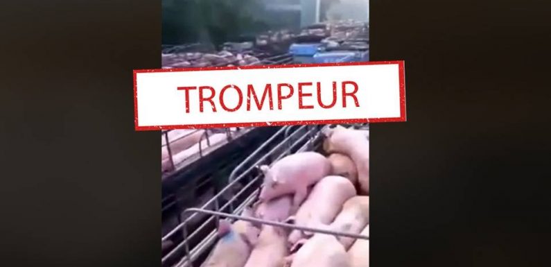 Des animaux massivement abattus pour lutter contre le coronavirus ? Retour sur une vidéo trompeuse