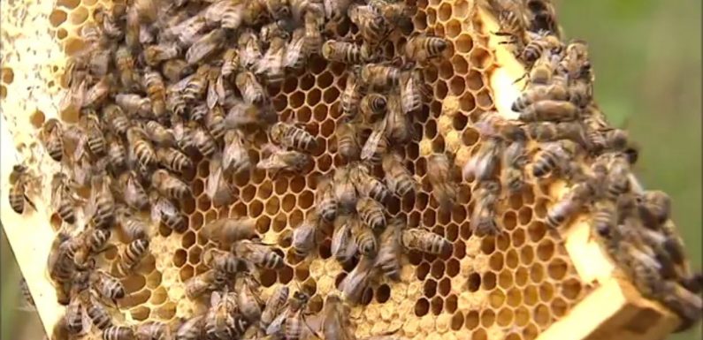 Néonicotinoïdes: les betteraves belges recourent toujours à ces insecticides interdits par l’Europe