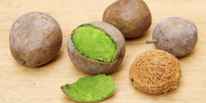 ‘Ditakh’ : les étonnantes vertus du fruit sénégalais