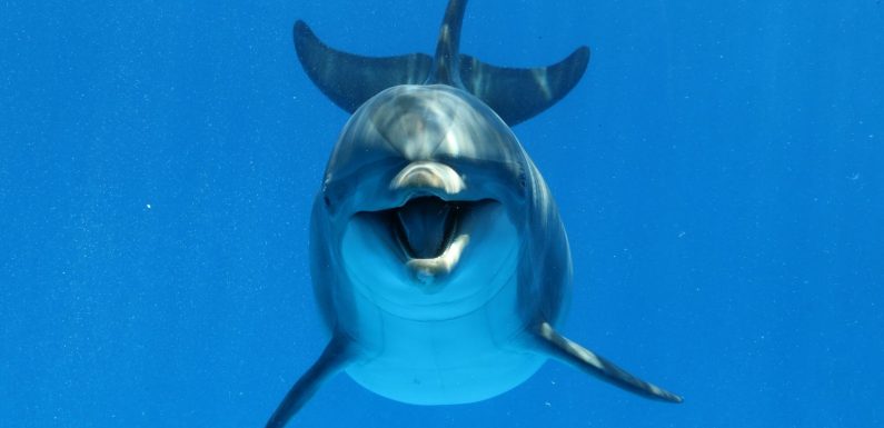 Déjà 600 cétacés morts échoués sur les plages de l’Atlantique depuis le 1er janvier 2020