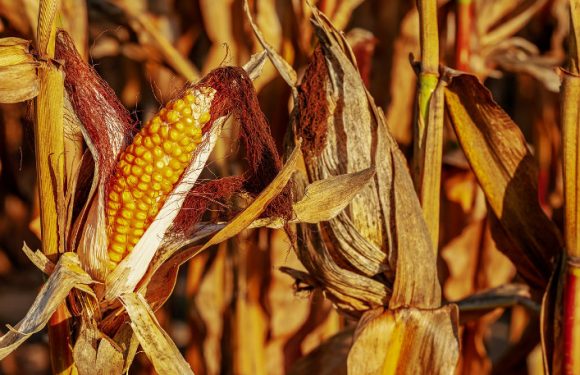 Victoire des ONG : le conseil d’Etat encadre les « OGM cachés »
