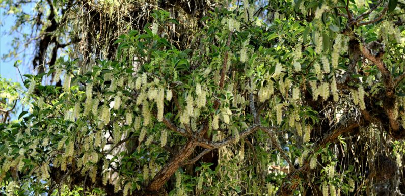 L’arbre Inga pourrait être une solution pour lutter contre la déforestation de l’Amazonie