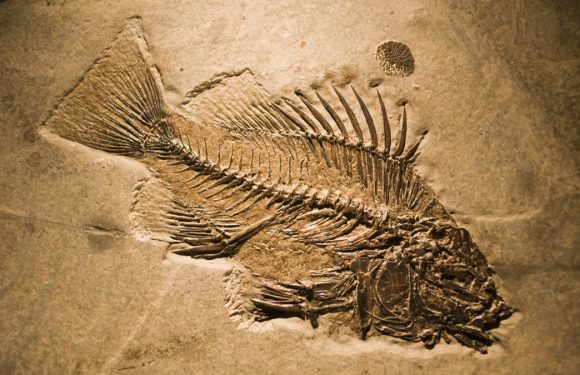 Il y a 10 000 ans, les Hommes mangeaient des poissons pêchés dans des lacs du Sahara