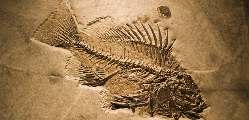 Il y a 10 000 ans, les Hommes mangeaient des poissons pêchés dans des lacs du Sahara