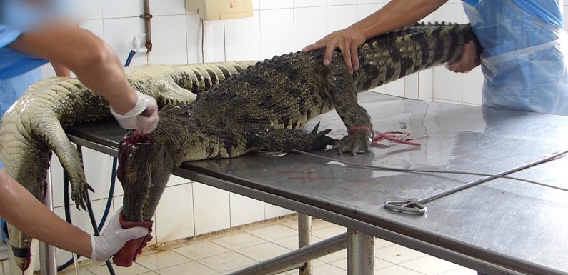 Au Vietnam, des crocodiles se font inciser et dépecer pour des sacs en cuir