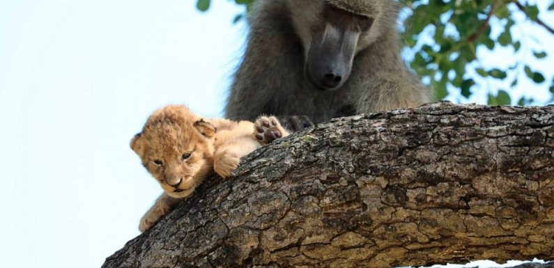 Baboon grooms little lion cub in South Africa’s Kruger park
