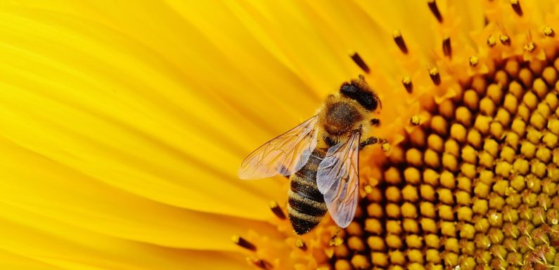 500.000 espèces d’insectes risquent de disparaître du fait de l’homme et de ses activités, disent les chercheurs