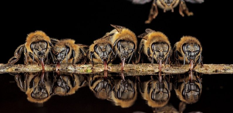 Ce photographe a installé son appareil directement dans un nid d’abeilles