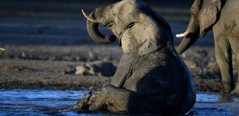 Botswana: les enchères commencent pour les permis de chasse à l’éléphant