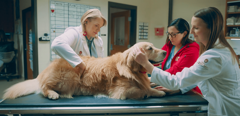 Des vétérinaires sauvent son chien : il leur offre une pub à 6 millions de $ diffusée lors du Super Bowl