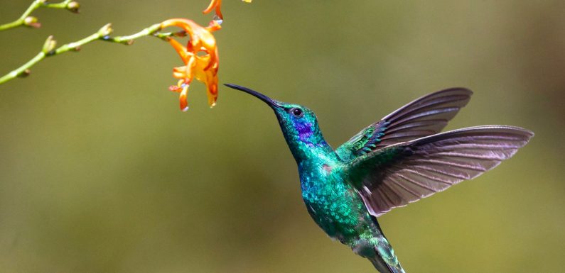Le colibri a toujours tort : faire sa part ou faire le nécessaire ?